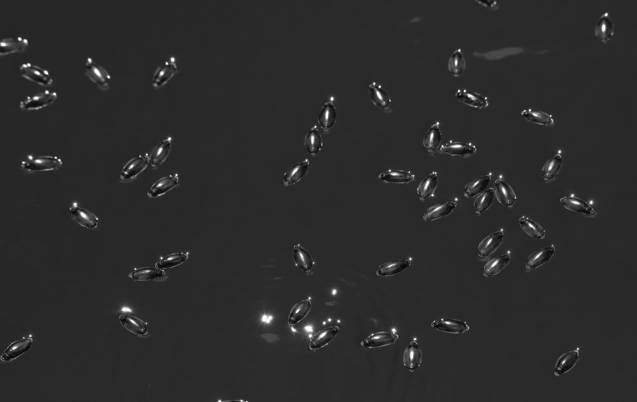2017 08 20 HTP 47445